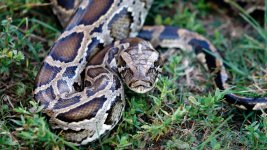 Burmese python - invasive species - Florida.jpeg