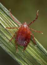 Asian longhorned tick - invasive species.jpeg