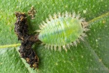 DohNZsUW0AUJ7at.jpg large.jpg