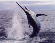 blue-marlin-jumping.jpg