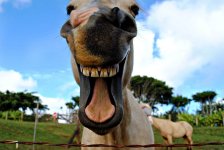 Lachend Paard.jpg