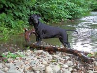 Natalie playing with stick (web).jpg
