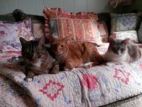 3 Cats on Bed (web) (564).jpg