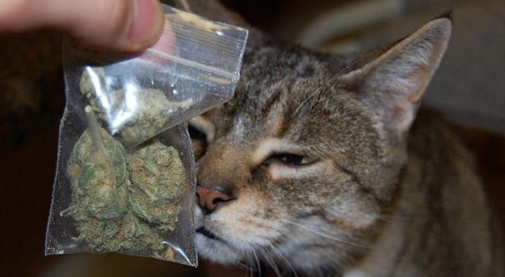 Cat-Brings-Home-Bag-of-Marijuana-Owner-Rats-It-Out.jpg