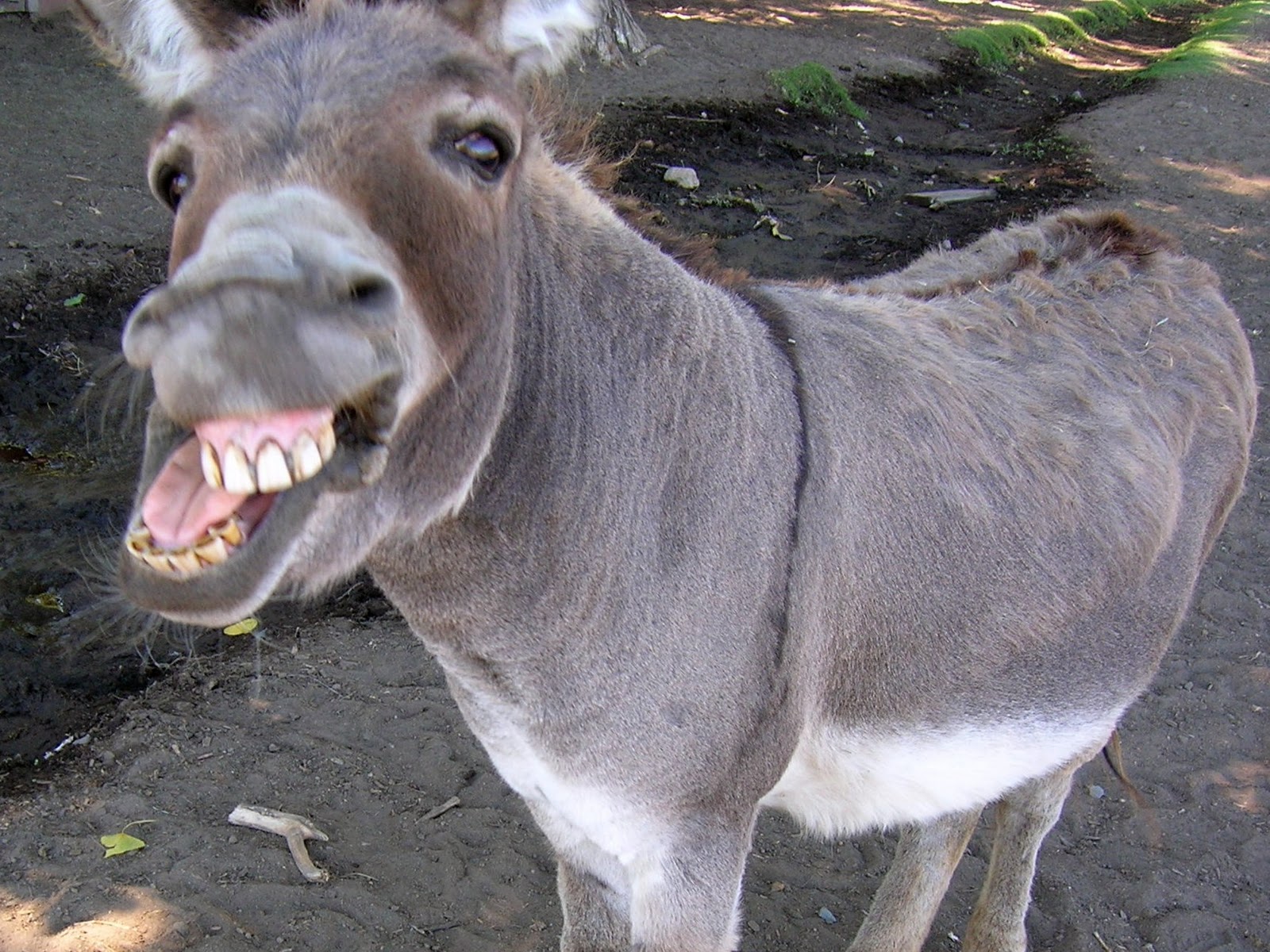 donkey-oatie-image.jpg