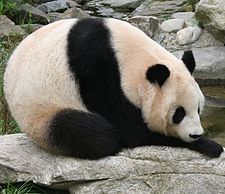 225px-Giant_panda_at_Vienna_Zoo_%28cropped%29.jpg